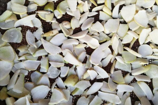 這6種蔬菜好吃還不貴,秋天正當季,多買點曬乾,冬天燉肉真過癮 這6種蔬菜好吃還不貴,秋天正當季,多買點曬乾,冬天燉肉真過癮