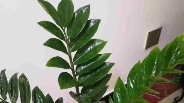 新手入門花，好養易爆盆，景色美，一片綠油油的