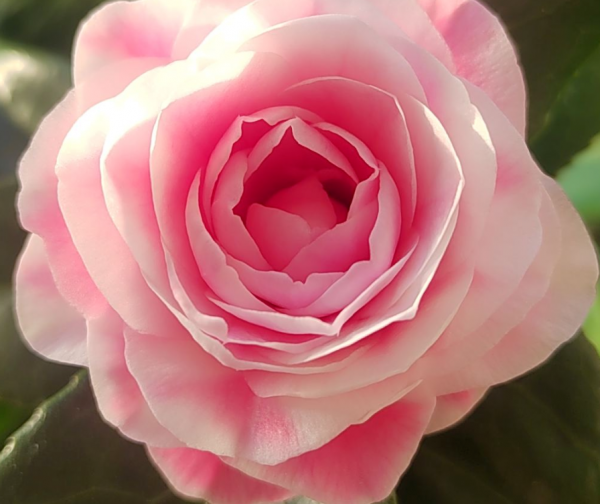 嬌滴滴的3種花，實際上很&OpenCurlyDoubleQuote;硬氣&rdquo;，冬天照樣開花