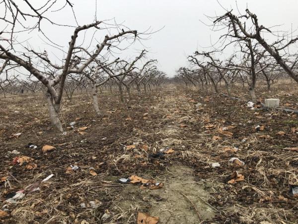 農場開工只請10人，數量是前幾年的一半，為什麼減少了這麼多？