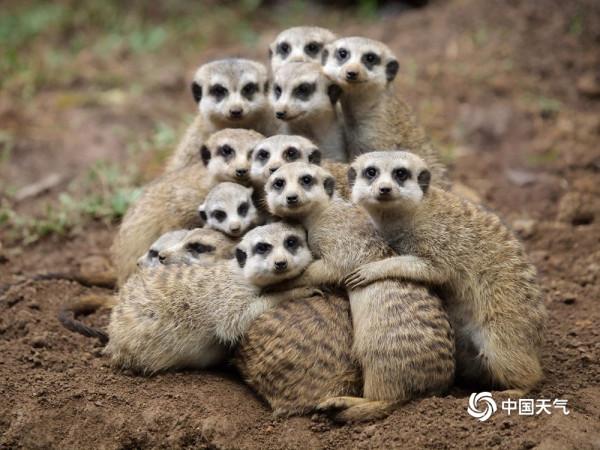 寒冷速凍天 小動物取暖萌態百出 寒冷速凍天 小動物取暖萌態百出