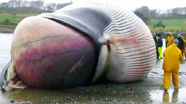 在沙漠中遇到死去的駱駝，為什麼不能碰？碰了後果有多嚴重？