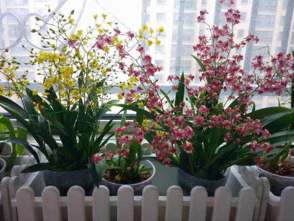 奶奶對我說，臥室別養7類花，仔細想一想，不是&OpenCurlyDoubleQuote;迷信&rdquo;是科學