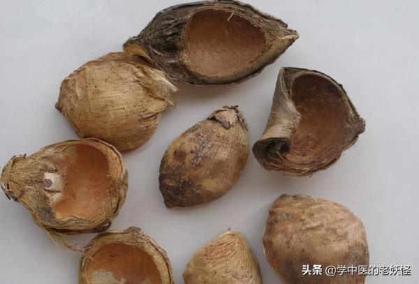 每日學習一味中藥——大腹皮