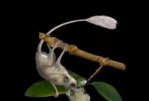 千杯不醉喜歡喝啤酒的動物