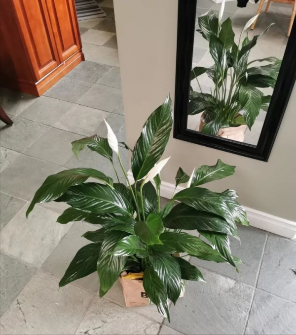 15種室內常見花卉的養護要點,小編養花多年的經驗,趕緊收藏吧 15種室內常見花卉的養護要點,小編養花多年的經驗,趕緊收藏吧