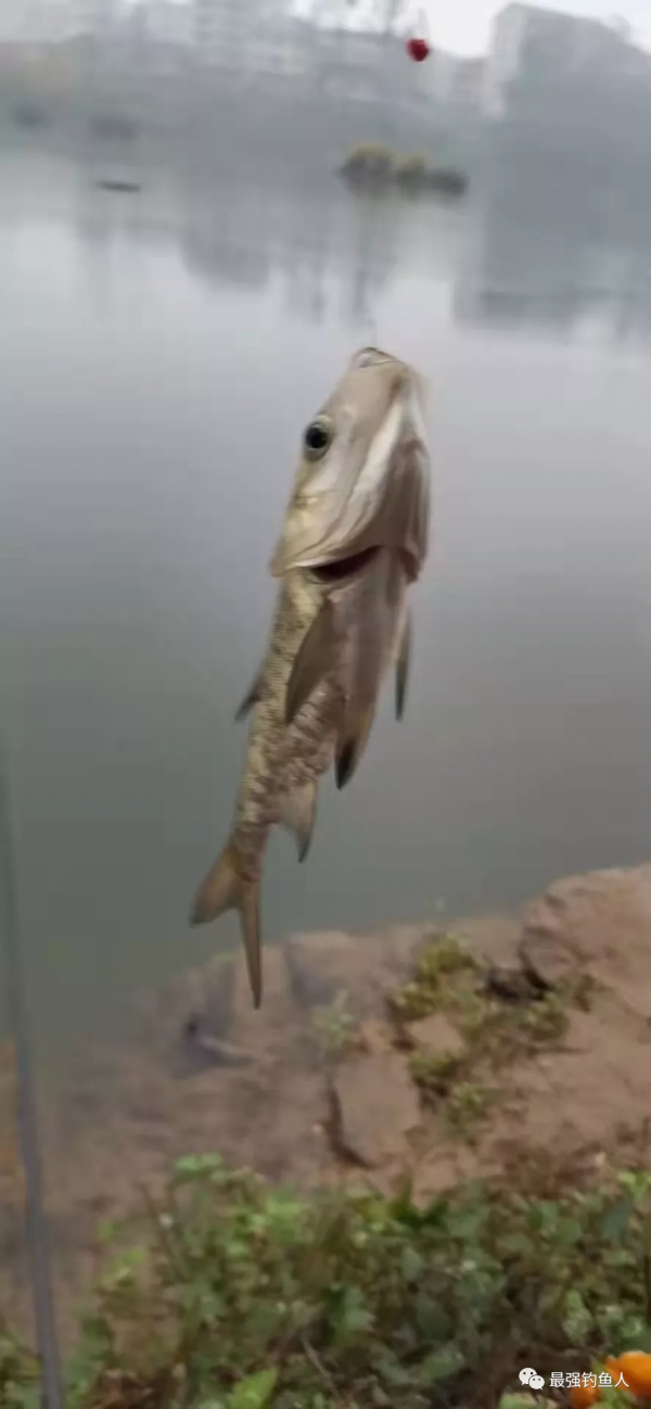 終於可以釣一次魚了，我的心情只有全國釣友能理解