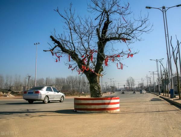 鳳翔故事之 尹知府審槐樹