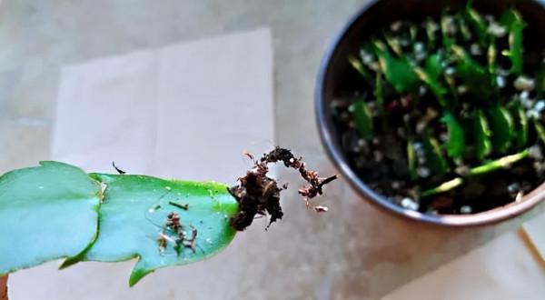 想要多養幾盆蟹爪蘭的扦插方法，成活率高，大家學會了嗎