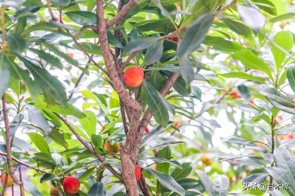 帶你回味童年吃過的46種野果子，記憶中的味道你還記得嗎？