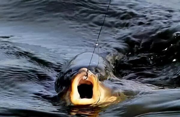 冬釣魚口輕？三個細枝末節處的改變，讓你漁獲翻番