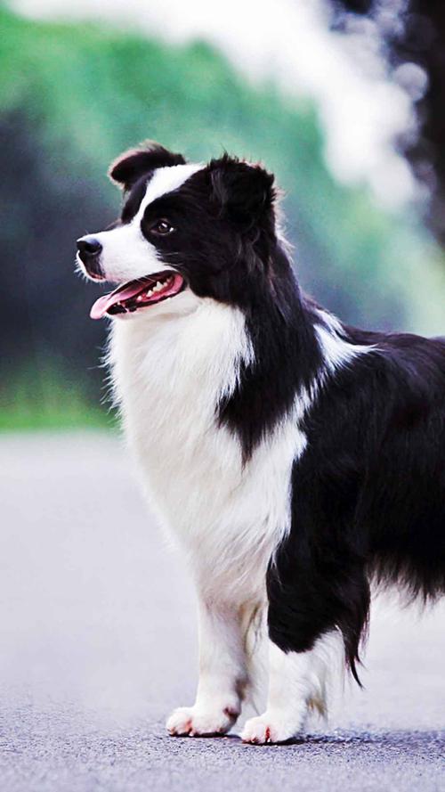 狗狗最新智商排名公佈