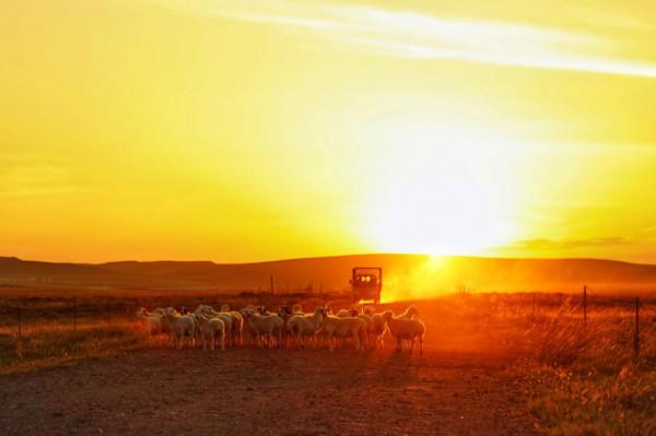 美妙夏日，世界四大草原之一，最好吃的羊肉，錫林郭勒自駕攻略
