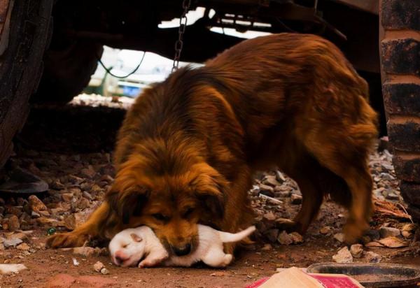 母狗之所以把幼犬叼到你面前，其實是想告訴你這幾件事
