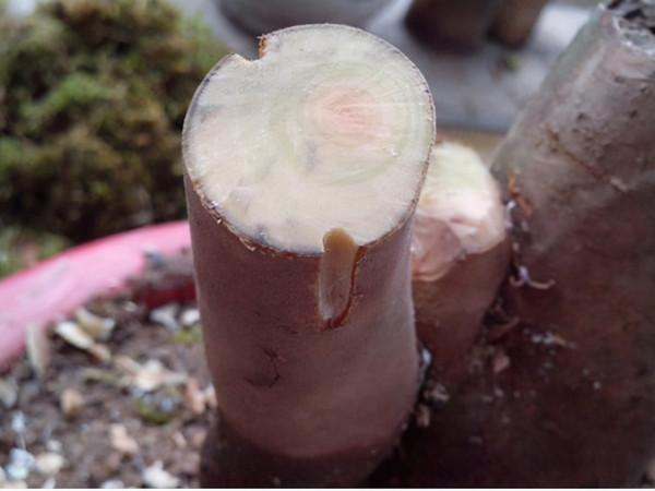 “桂花”嫁接“小葉冬青”,變成“開花機器”,200米內都香 “桂花”嫁接“小葉冬青”,變成“開花機器”,200米內都香