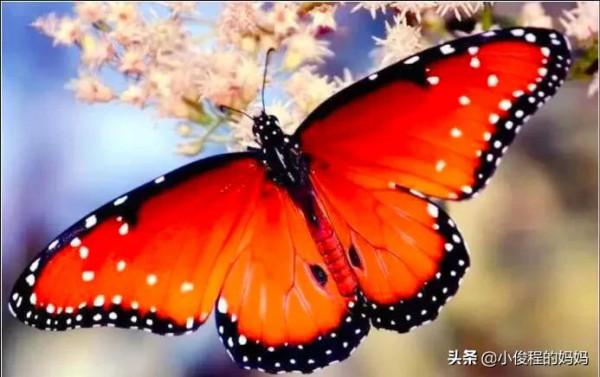 分享圖片-五顏六色的蝴蝶