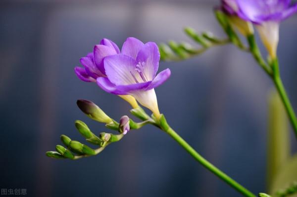 溫度低,18種花要“幹養”,澆水多很容易凍傷,難養活 溫度低,18種花要“幹養”,澆水多很容易凍傷,難養活