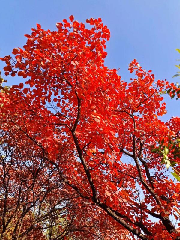 博山金秋紅葉美