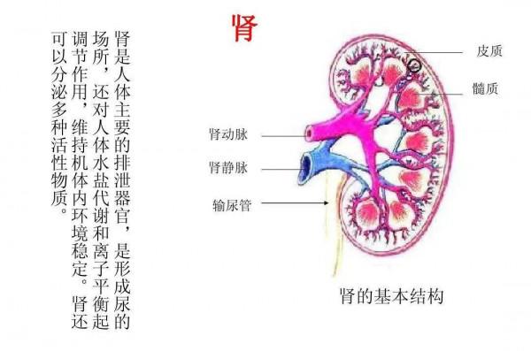 喝水後就想尿的人，與喝水後半天都不去廁所的人，誰的腎更健康