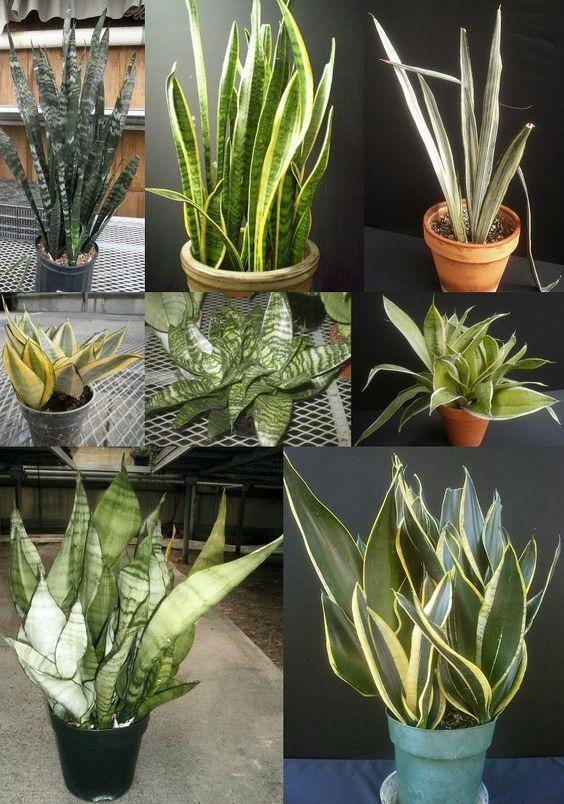 9種“懶人花”，適合小盆養，管得“少”一些，才能多開花