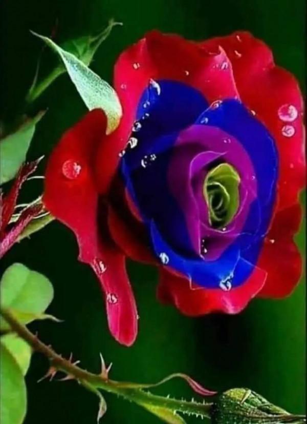 奇妙的大自然，奇妙的花