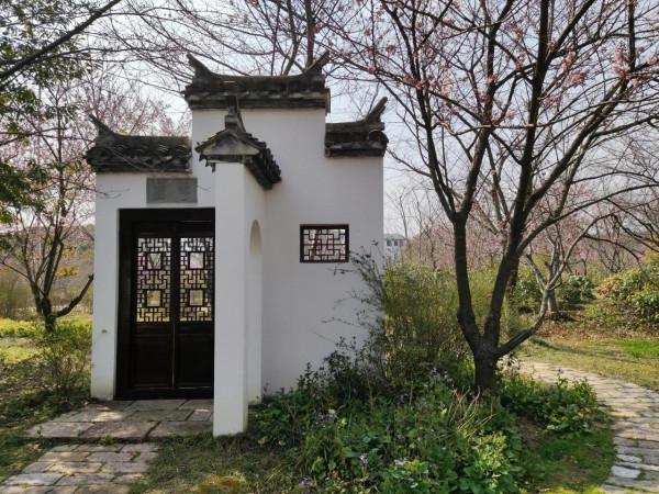 黿頭渚櫻花先睹為快