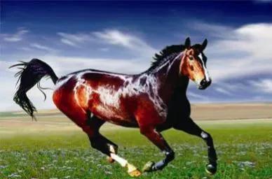 30多幅駿馬奔騰圖欣賞