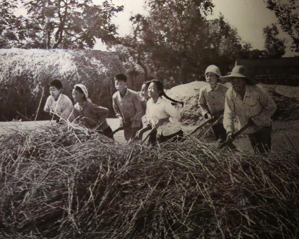 知青“養猴記”:兩瓶白酒換小獼猴,養三年耗盡緣分 知青“養猴記”:兩瓶白酒換小獼猴,養三年耗盡緣分