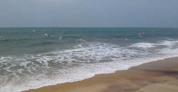 絕戶網的威力有多大？斯里蘭卡漁民用拖拉機捕魚，抓的魚還不夠分