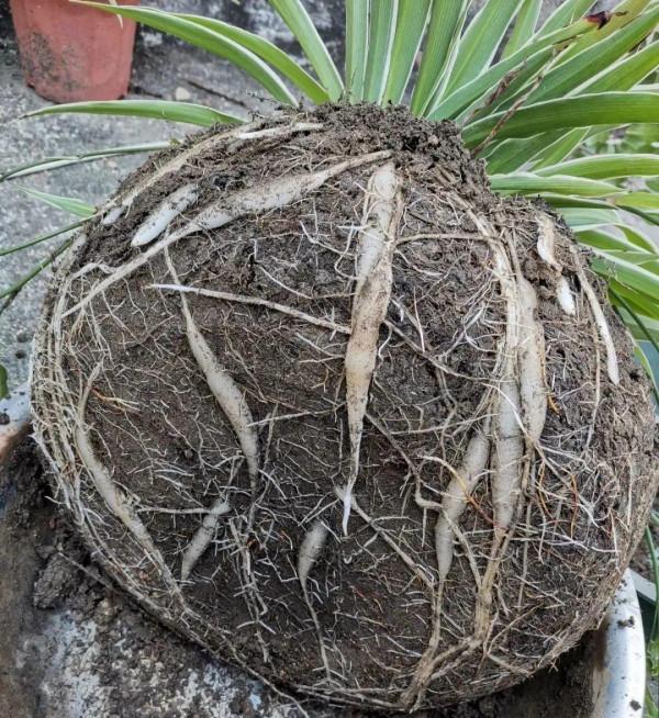 10種花得窮養,盆越小、水越少,越長得旺 10種花得窮養,盆越小、水越少,越長得旺