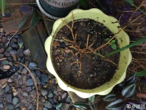 花成了光桿司令，剪一刀撒點藥，很快冒新芽