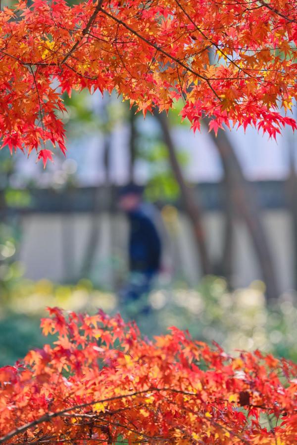 楓葉紅，遊人醉！醉白池的“楓”景這邊獨好