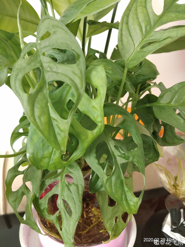 家裡光不好，就養10種耐陰綠植，葉子比花還要美