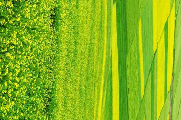 分享圖片，春天來了，滿山遍野的油菜花開了