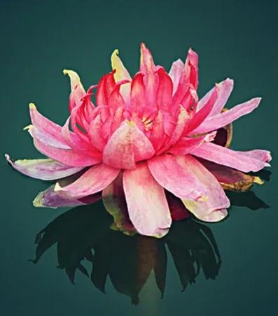 分享圖片，猶如曇花一現的王蓮開花，各種顏色，各種姿態大全