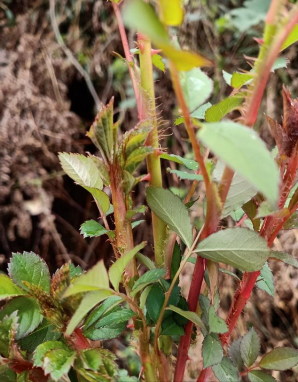 農村18種美味野果,你吃過幾種?能說出名字嗎?一起來認識下 農村18種美味野果,你吃過幾種?能說出名字嗎?一起來認識下
