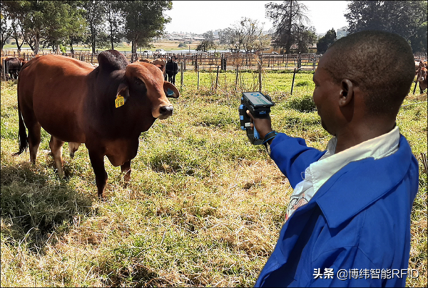 RFID、區塊鏈為辛巴威的牛群提供健康狀況的數字記錄 RFID、區塊鏈為辛巴威的牛群提供健康狀況的數字記錄