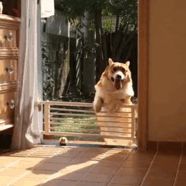 這六種狗無緣當警犬,再聰明也不行,看到二哈的原因忍不住笑了 這六種狗無緣當警犬,再聰明也不行,看到二哈的原因忍不住笑了