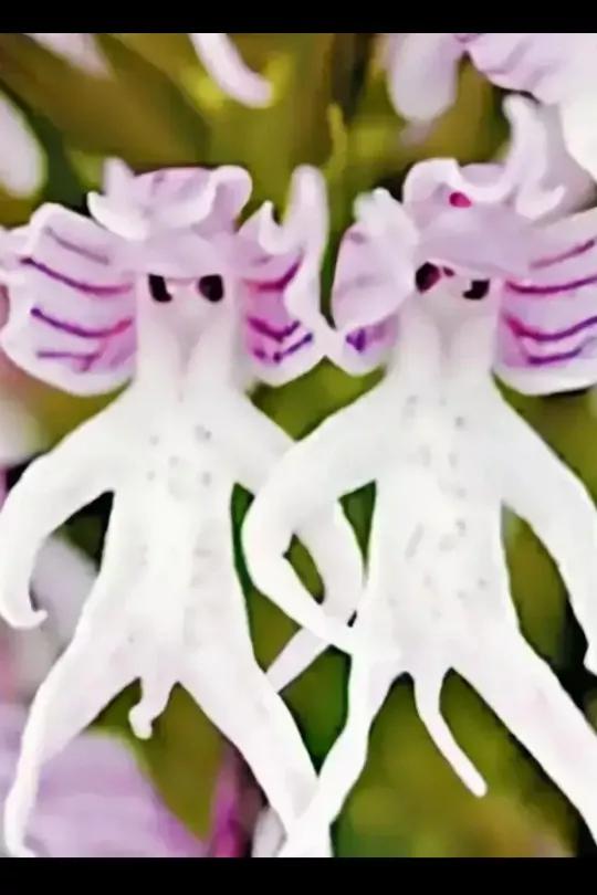 欣賞“夫妻”花：