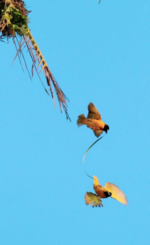 世界上第一大“鳥巢”，不在北京，而在非洲