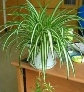 哪些花卉可以清除室內有害氣體？