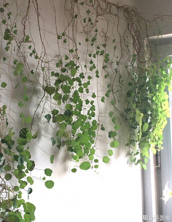 牆面大改造！種上4種爬牆花，我家的院牆成了拍照景點