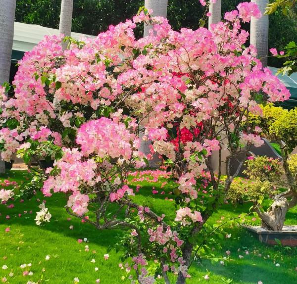 觀賞精品杜鵑 觀賞精品杜鵑