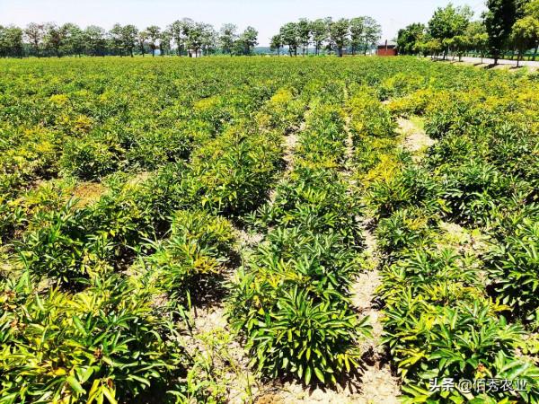 被“妖魔化”的草甘膦，對農作物和土地有副作用，還能放心使用嗎