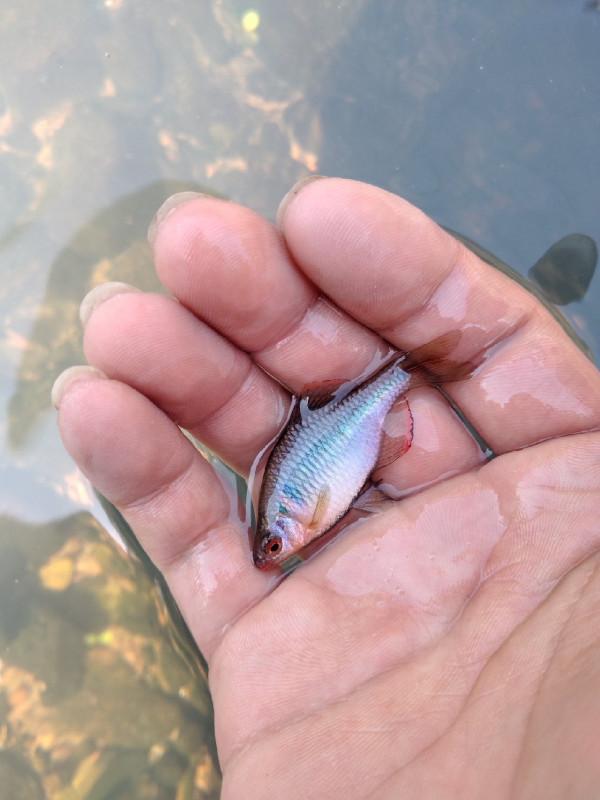 聲東擊西巧避雜魚，銷魂頓口讓人慾罷不能