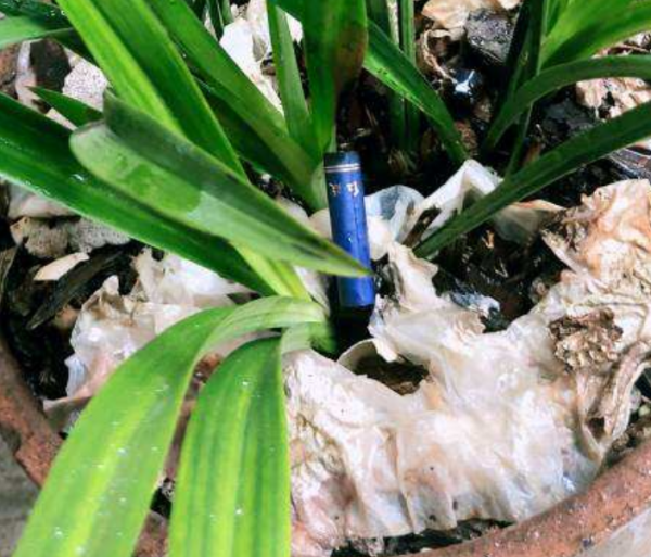 養花總得沾點&quot;灰&quot;，花卉健康長勢好，這下撿到寶了