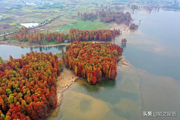 寧波13處紅杉林交通攻略,文明出行,風景更美好 寧波13處紅杉林交通攻略,文明出行,風景更美好