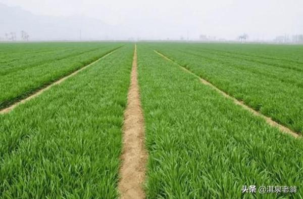 改變小麥種植 的一些習慣做法,是小麥再高產的重要舉措 改變小麥種植 的一些習慣做法,是小麥再高產的重要舉措