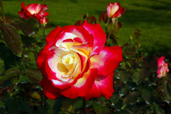 公認的十款濃香型月季，花香各異，香溢四方，有你喜歡的那一款？