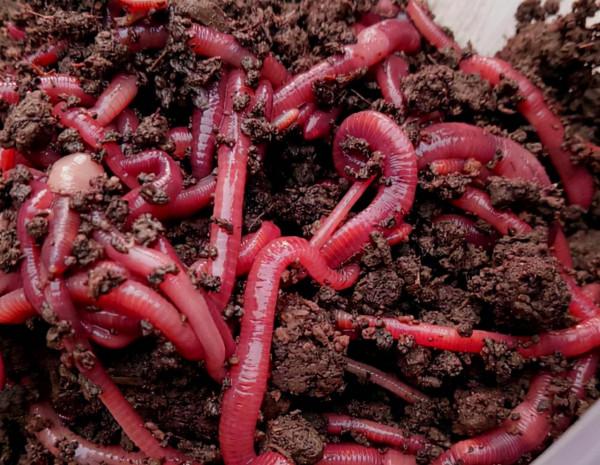紅蟲和蚯蚓兩種蟲餌，我們在垂釣中選用哪個更合適？